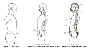 Nhâm Mạch Và Xung Mạch